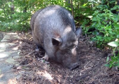 Potbellied Pig