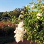 Four-Day Holiday Weekend