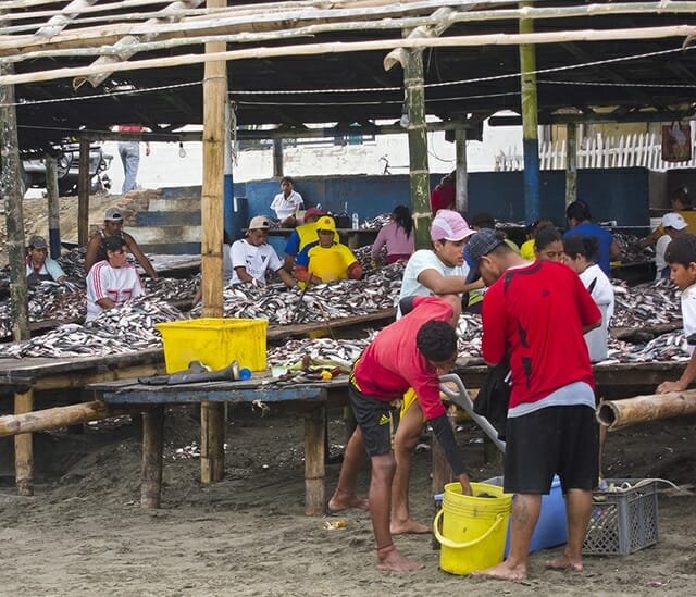 Amazing picture of sardines piled high on wooden tables under the chop shacks with locals cleaning