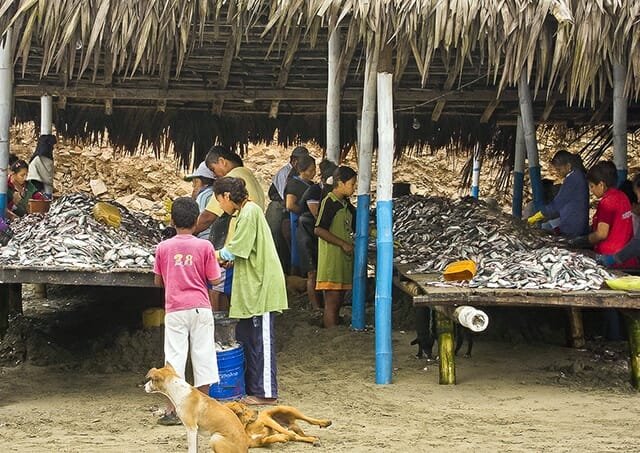 Sardines piled high in chop shacks, dogs playing, kids cleaning sardines